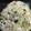 クックHB0OYQ☆'s cooksnap of when they made しらすとすりゴマ・青海苔のおにぎり.