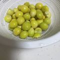kukuku02's cooksnap of when they made 銀杏の剥き方(大量).