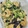 tamago大好き's cooksnap of when they made 豆苗と卵の炒め物.