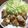 ケダラケ's cooksnap of when they made 簡単♡エリンギの豚バラ巻き.