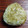 まやしゅうまま's cooksnap of when they made ちょっと贅沢☆とろろ昆布おにぎり.