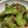 犬くんし's cooksnap of when they made ご飯に合う！　ピーマンのくたくた煮.