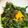 クックWW100Y☆'s cooksnap of when they made 簡単 花ニラ（芽ニラ）のユッケ.