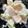 クックH86AFM☆'s cooksnap of when they made さつまいもと柿のヨーグルトサラダ.