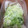 ﾌﾞﾚﾝﾀﾞ's cooksnap of when they made ネギの保存方法.