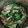 クックるん☆戦隊's cooksnap of when they made 超超簡単　しろ菜とツナの炒め煮.
