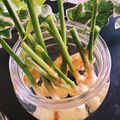 ハント☆'s cooksnap of when they made リビングで作る生け花気分の谷中生姜.