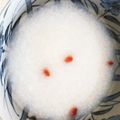 maezuchu's cooksnap of when they made とろとろ絶品♡本格広東粥 中華粥.