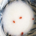 maezuchu's cooksnap of when they made とろとろ絶品♡本格広東粥 中華粥.