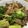 半熟王子's cooksnap of when they made 牛肉とブロッコリーのしめじ炒め.