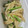 tamago大好き's cooksnap of when they made めっちゃ簡単‼︎大根とベーコン炒め☆.