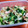 だぁしま's cooksnap of when they made うまっ長ネギとベーコン炒め.