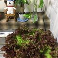 め目め's cooksnap of when they made サニーレタスの保存o(^o^)o.