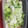 ﾌﾞﾚﾝﾀﾞ's cooksnap of when they made ネギの保存方法.