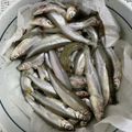 KAORU4649's cooksnap of when they made 【基本】ワカサギの下処理.