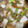 さくリコ's cooksnap of when they made 豆腐とカブのそぼろあんかけ.