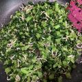 ヨガ愛好家's cooksnap of when they made 簡単❤冬場の常備菜☆大根の葉のじゃこ炒め.