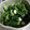 まきん家's cooksnap of when they made 簡単にできる間引き大根のお漬物♬.