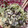 実菜♪'s cooksnap of when they made 簡単♪ﾍﾞﾋﾞｰﾘｰﾌと卵のｻﾗﾀﾞ.