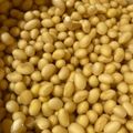 ねこどらねこ's cooksnap of when they made 乾燥大豆の戻し方（水煮ver）.