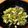 ゆぴちお's cooksnap of when they made 大根葉の即席漬け.