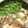 ラングレー村民's cooksnap of when they made にら鶏鍋♪簡単鍋スープの作り方.