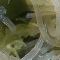 あゆたっくん's cooksnap of when they made 切干大根と春雨の中華サラダ.