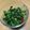 ほろろん55's cooksnap of when they made 大根菜飯の菜っぱ.