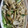 クックVNCVXE☆'s cooksnap of when they made 豚肉と舞茸とゴボウの生姜炒め.