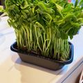♡しょこたん♡'s cooksnap of when they made 豆苗の育て方♡.