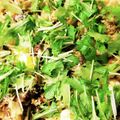島田農園店長キノコ侍's cooksnap of when they made キノコサムライ舞茸山賊ピサ！！.