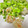 冷蔵庫レスキュー隊's cooksnap of when they made 海老とセロリのにんにく炒め.