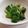 sunbright's cooksnap of when they made ブロッコリーのニンニクさっと煮.