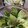 大阪のちゃーちゃん's cooksnap of when they made かぶの葉っぱと厚揚げの炊いたん.