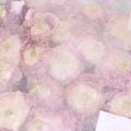 こももさん's cooksnap of when they made うまみ溢れる紫白菜シュウマイ.