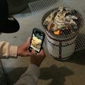 柴犬のお顔☆'s cooksnap of when they made 本格！炭火で焼き牡蠣.