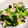 なーなちゃん's cooksnap of when they made ほうれん草とえのきの海苔和え.