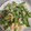 クック9P6O5D☆'s cooksnap of when they made 腸活♡えびといんげんのマヨ炒め.