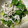 冷蔵庫レスキュー隊's cooksnap of when they made セロリとしらすのさっと煮.