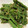 nicola2's cooksnap of when they made すりごま&炒りごまで！インゲンの胡麻和え.