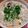yumelon88's cooksnap of when they made 重曹で白濁とろり♪　感動の湯豆腐.