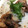 saki1010's cooksnap of when they made サーモンの「かぶと」塩焼き、簡単経済的.