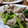 ケチャ＆ウル's cooksnap of when they made 豚冷しゃぶと青梗菜の山椒風味のおひたし.