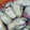クック2FYFFY☆'s cooksnap of when they made レンジで簡単　蒸しかき(むき身牡蠣).