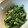 たっこぉ's cooksnap of when they made 春菊のごま和え.