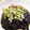 クックE662AA☆'s cooksnap of when they made 作り置き☆ナスの焼きびたし.