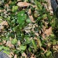 らんとこなん's cooksnap of when they made 大根菜とツナの塩昆布ふりかけ.