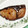 ともこキッチン's cooksnap of when they made 簡単漬け焼き【ブリの梅焼き】.