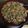 クロ８５'s cooksnap of when they made 大根ステーキ豚そぼろ餡かけ.