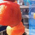 クック9APQ32☆'s cooksnap of when they made 甘柿で作る干し柿（あんぽ柿）.